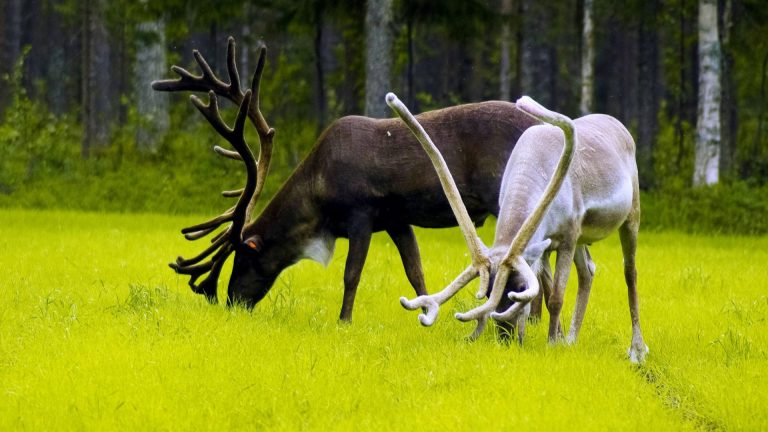 Arctic Animals – Sunny Safari – Experience the summer Lapland