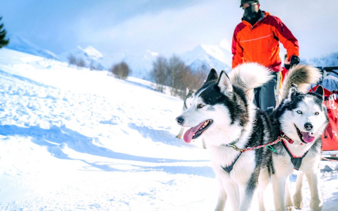 Become A Husky Musher in Lapland