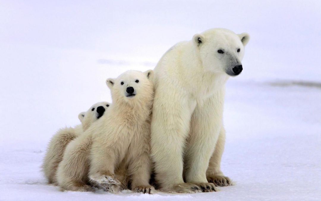 Day Tour of Arctic Wildlife Zoo – Ranua