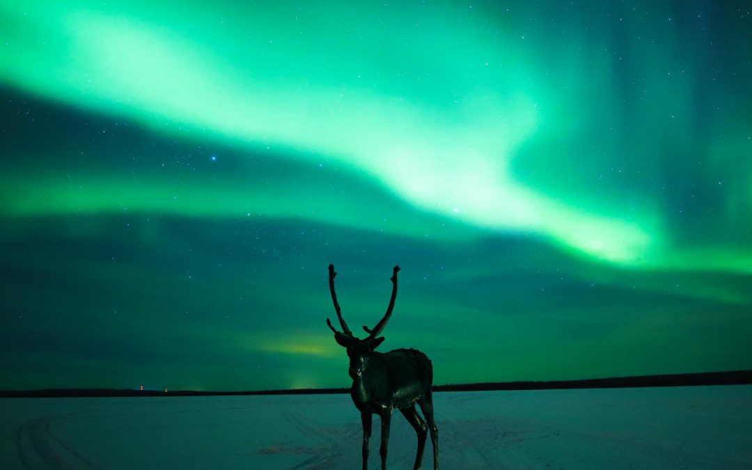 Aurora Reindeer Night