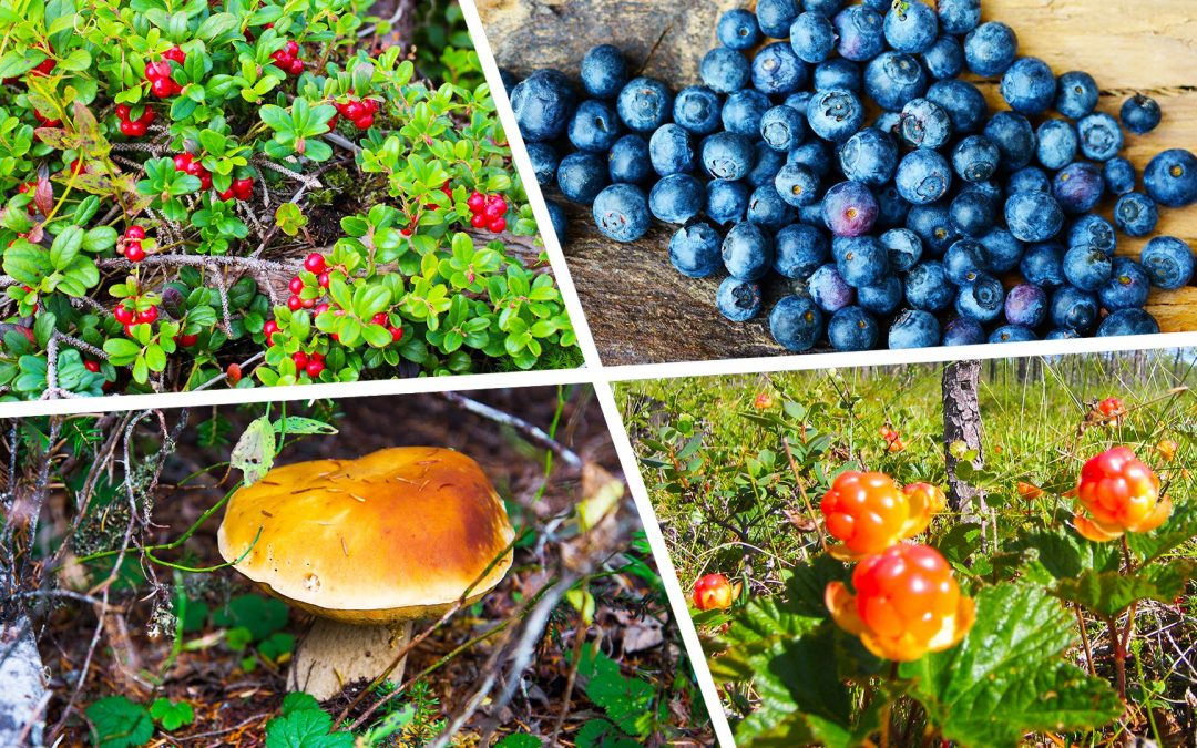 Treasures of Nature – Picking Up Mushrooms or Berries
